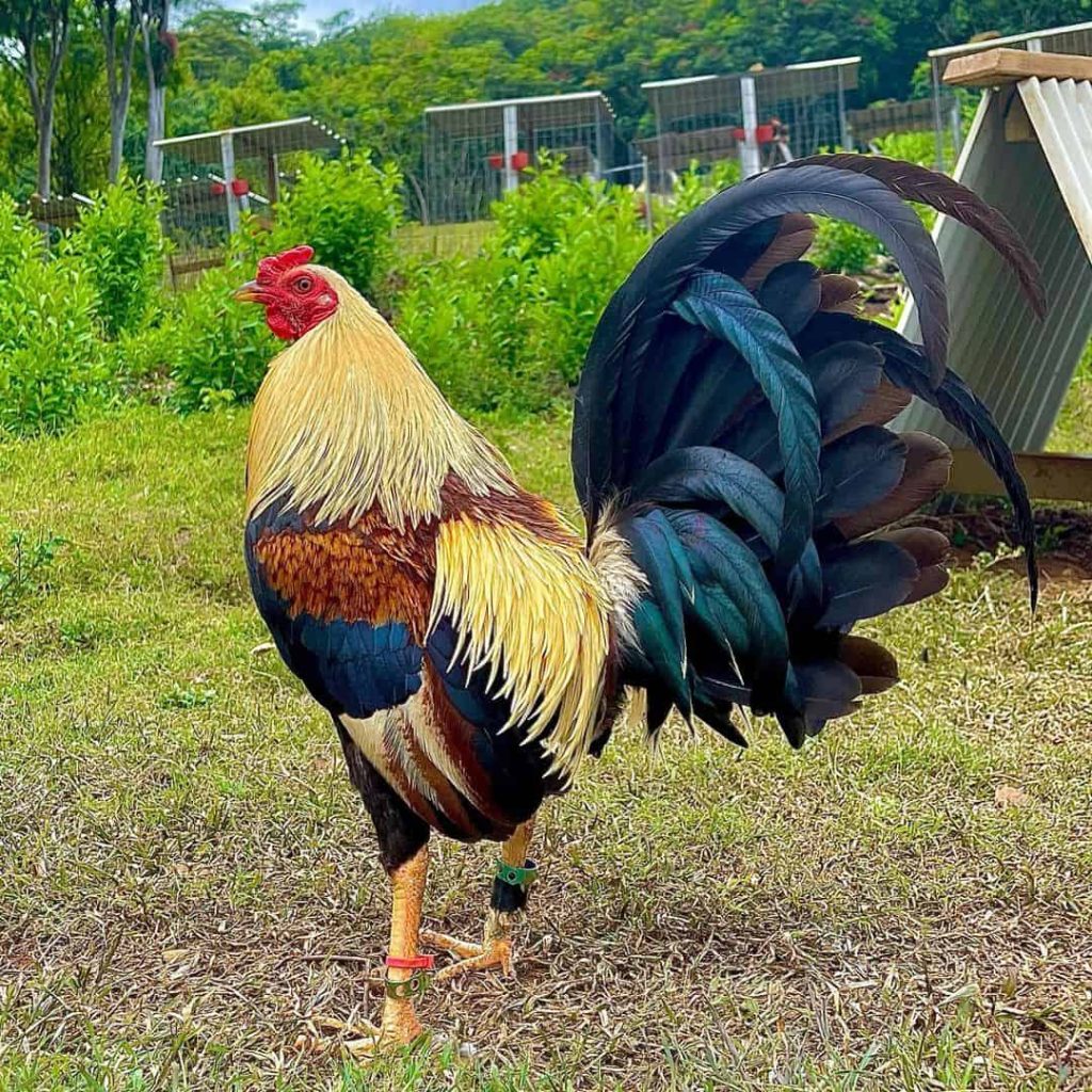 Gà 3 hàng vảy là lựa chọn xuất sắc với nhiều ưu điểm trong chiến đấu